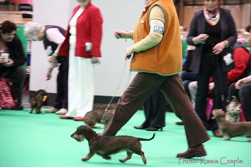 Crufts2011_2 1495.jpg